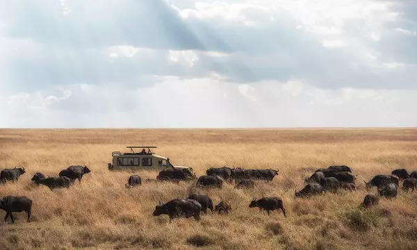 6-Day Serengeti Migration Safari Tour Package
