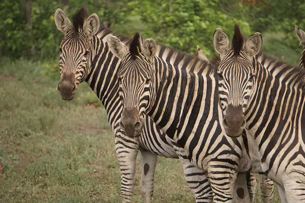 Zabra spotted during 2 days Tanzania sharing safari package in Tarangire National Park