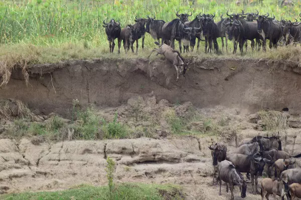 Herd of wildebeests crossing the river during the 4-day Serengeti migration safari tour