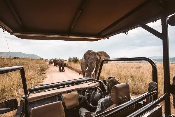 Tourist enjoying to see elephants during the 4-day Tanzania sharing safari tour in Serengeti