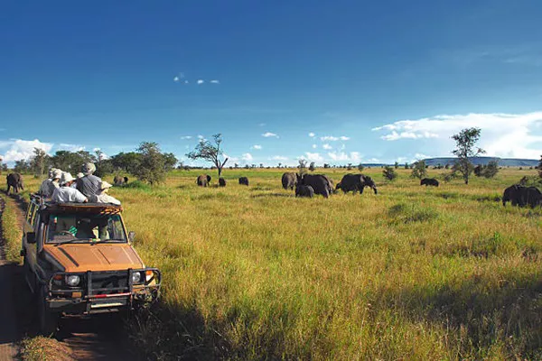 1-Day Tanzania Sharing Group Joining Safari Package
